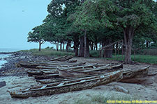 canoes